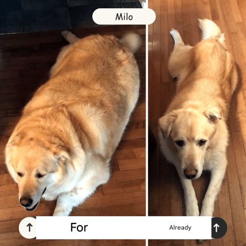 Rechargeable Ball Launcher for Dogs – FetchPro-Orange-The Livary